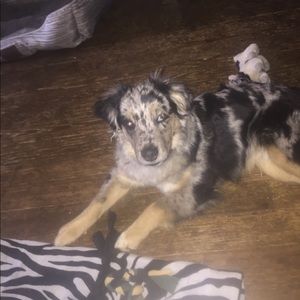 Meet your Posher, Jesse